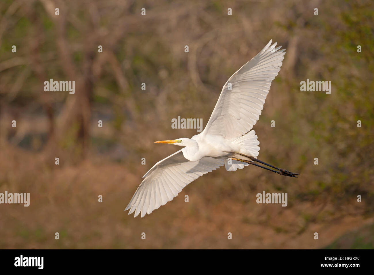 Great White Egret - Ardea alba Stock Photo