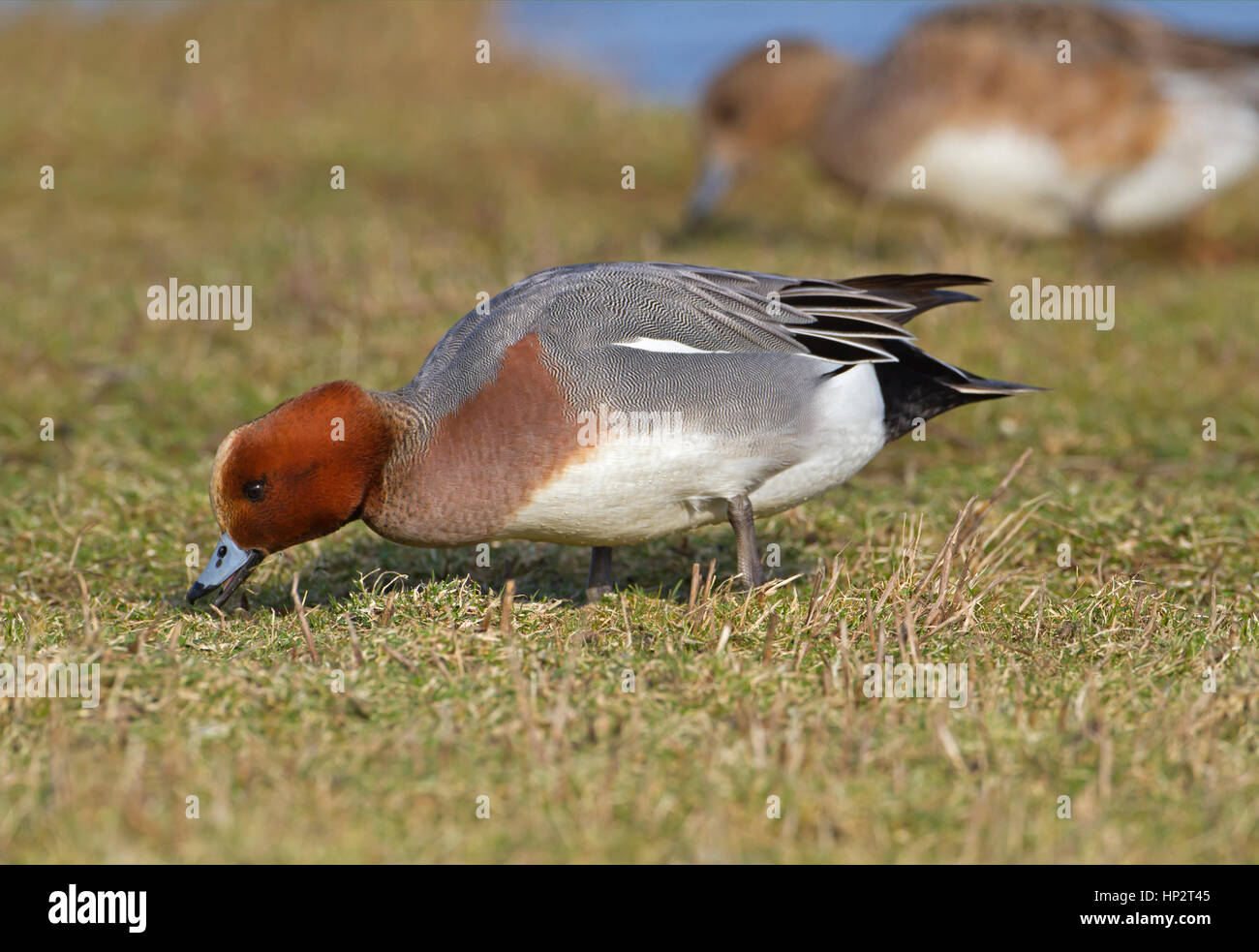 Wigeon - Anas penelope - Male Stock Photo