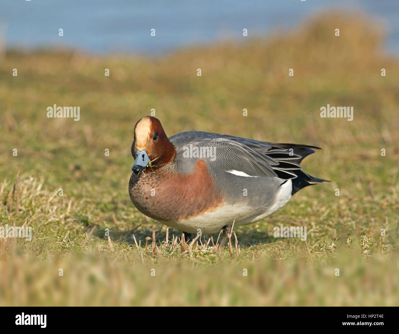Wigeon - Anas penelope - Male Stock Photo