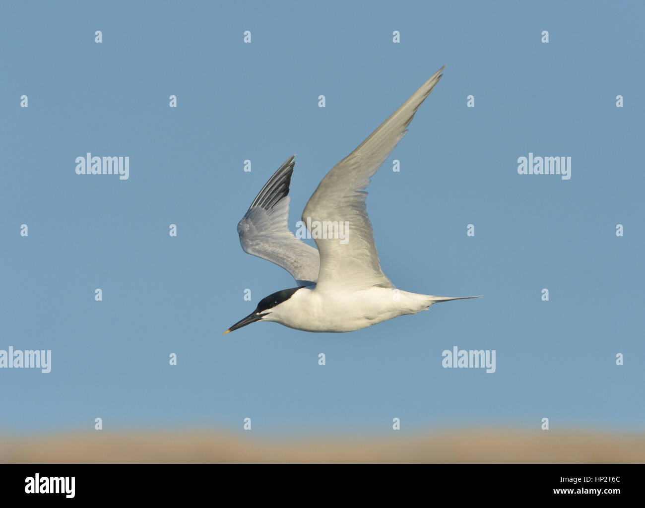 Sandwich Tern - Sterna sandvichensis Stock Photo