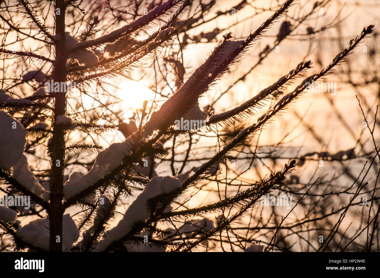 Snow-covered tree branch at sunset Stock Photo