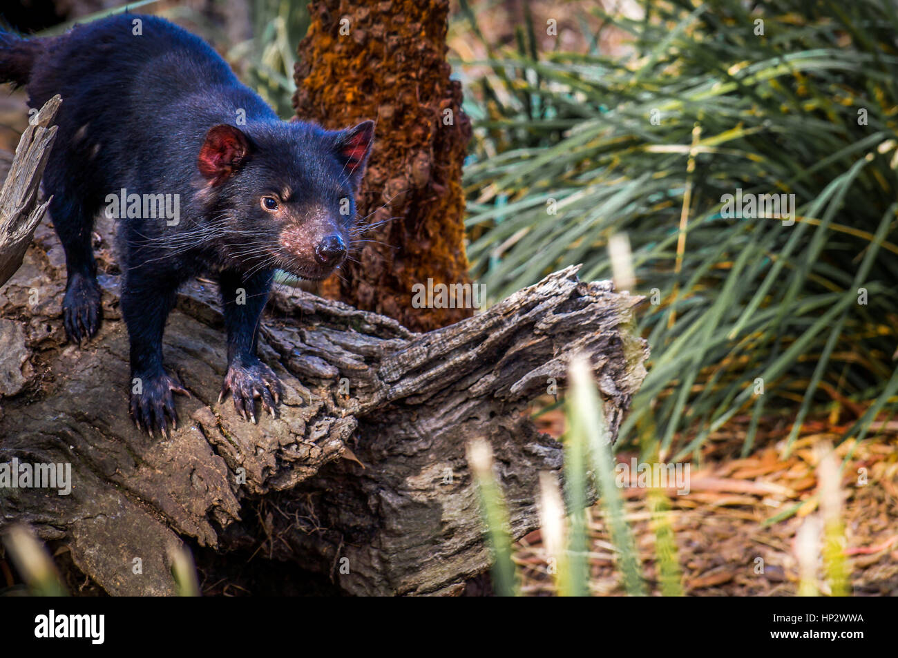 Tasmanian Devil on tree stump Stock Photo - Alamy