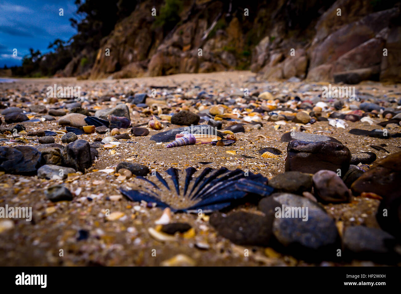 Various shells on beach Stock Photo