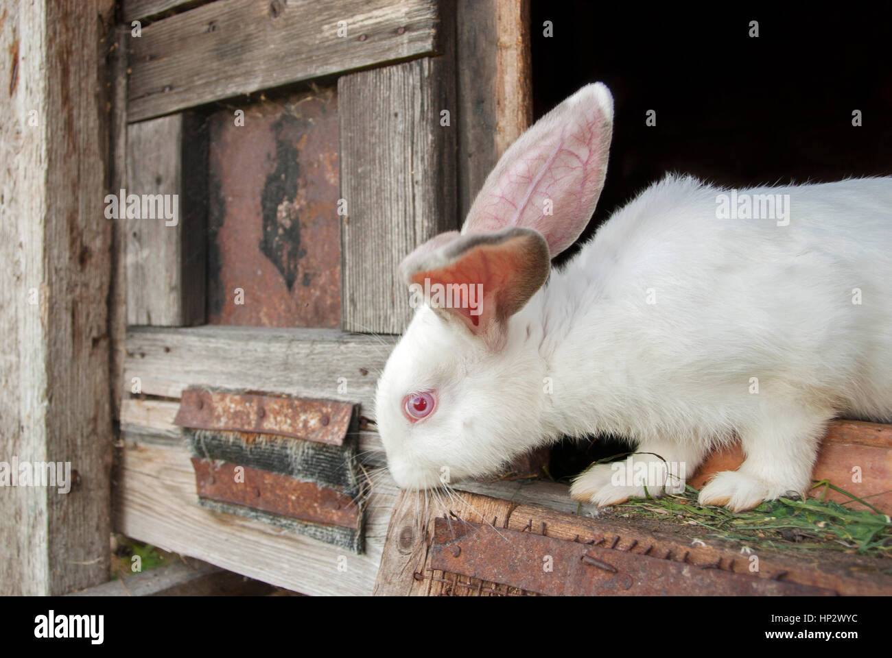Rabbit in a cage Stock Photo Alamy
