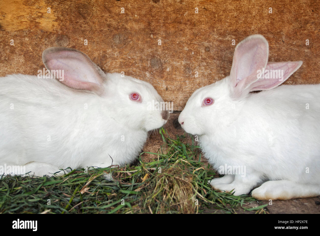 Rabbits in a cage Stock Photo Alamy