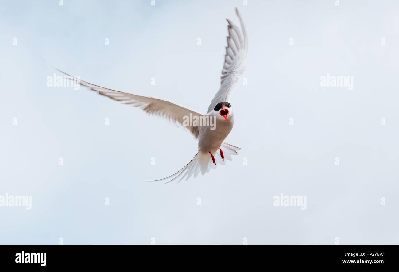 Arctic tern on white background - blue clouds. Iceland Stock Photo