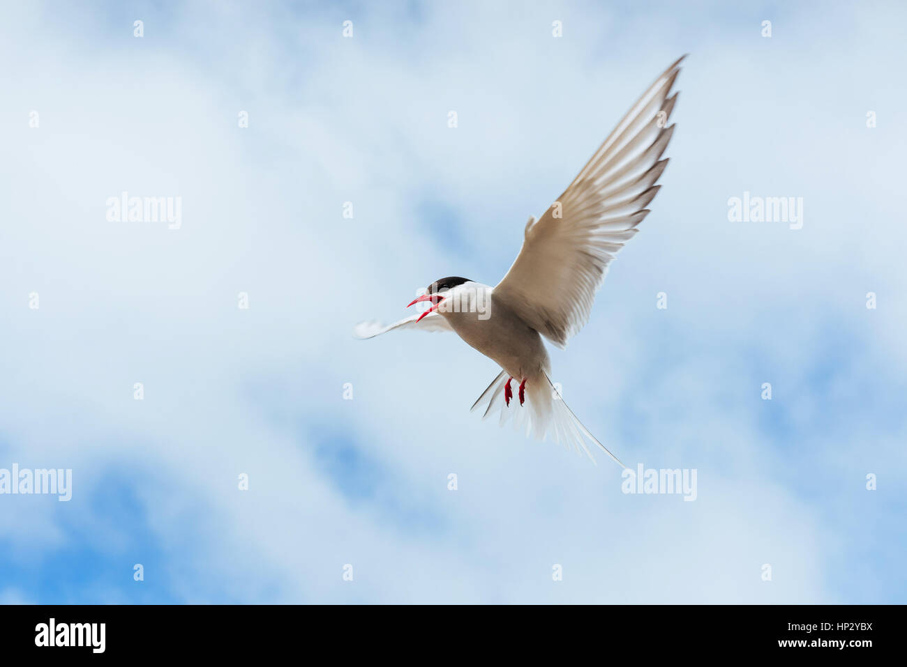 Arctic tern on white background - blue clouds. Iceland Stock Photo