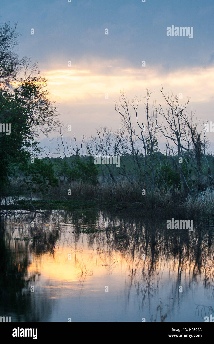 Evening in Brazos Bend State Park as the sun sets Stock Photo