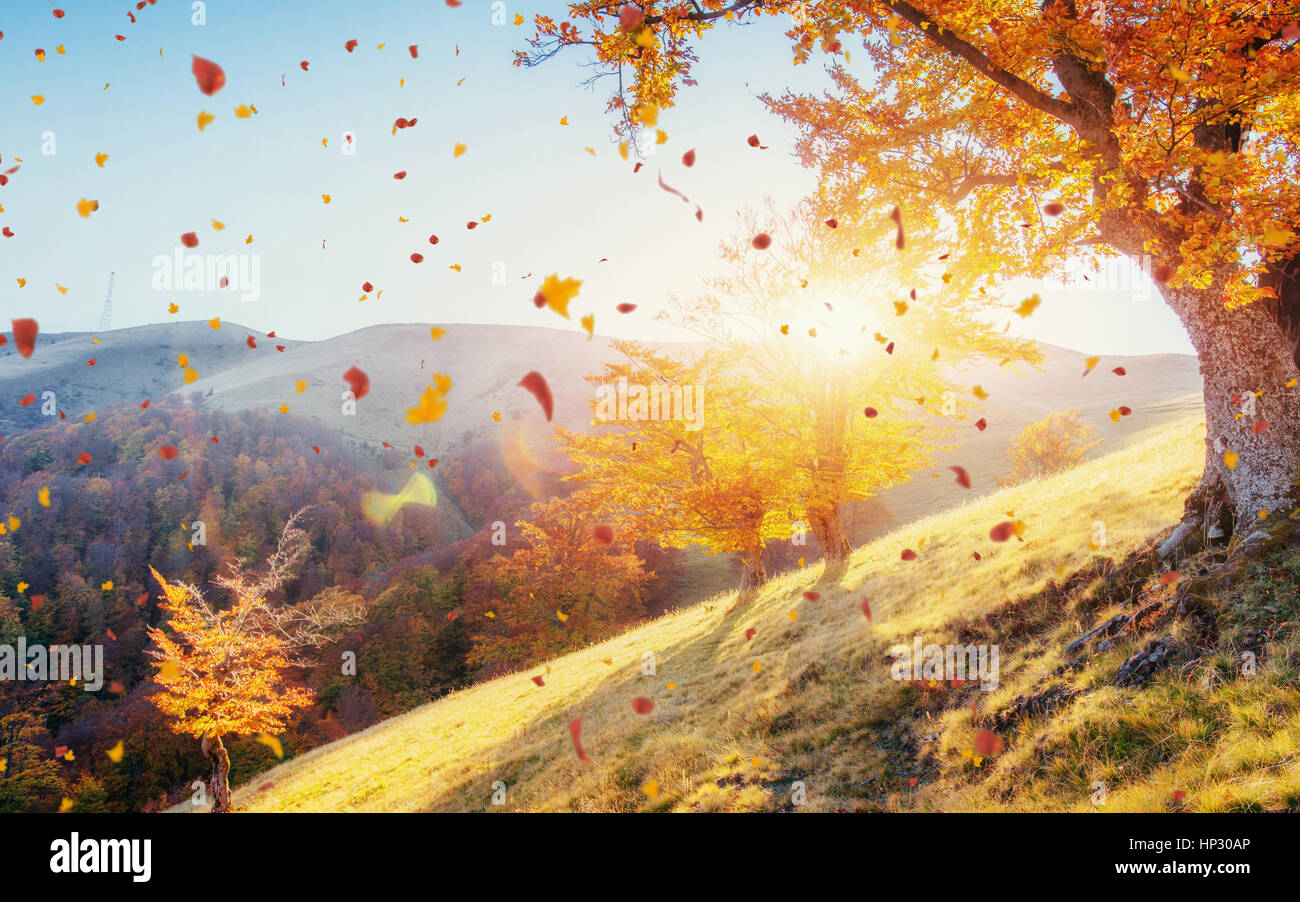birch forest in sunny afternoon while autumn season Stock Photo - Alamy