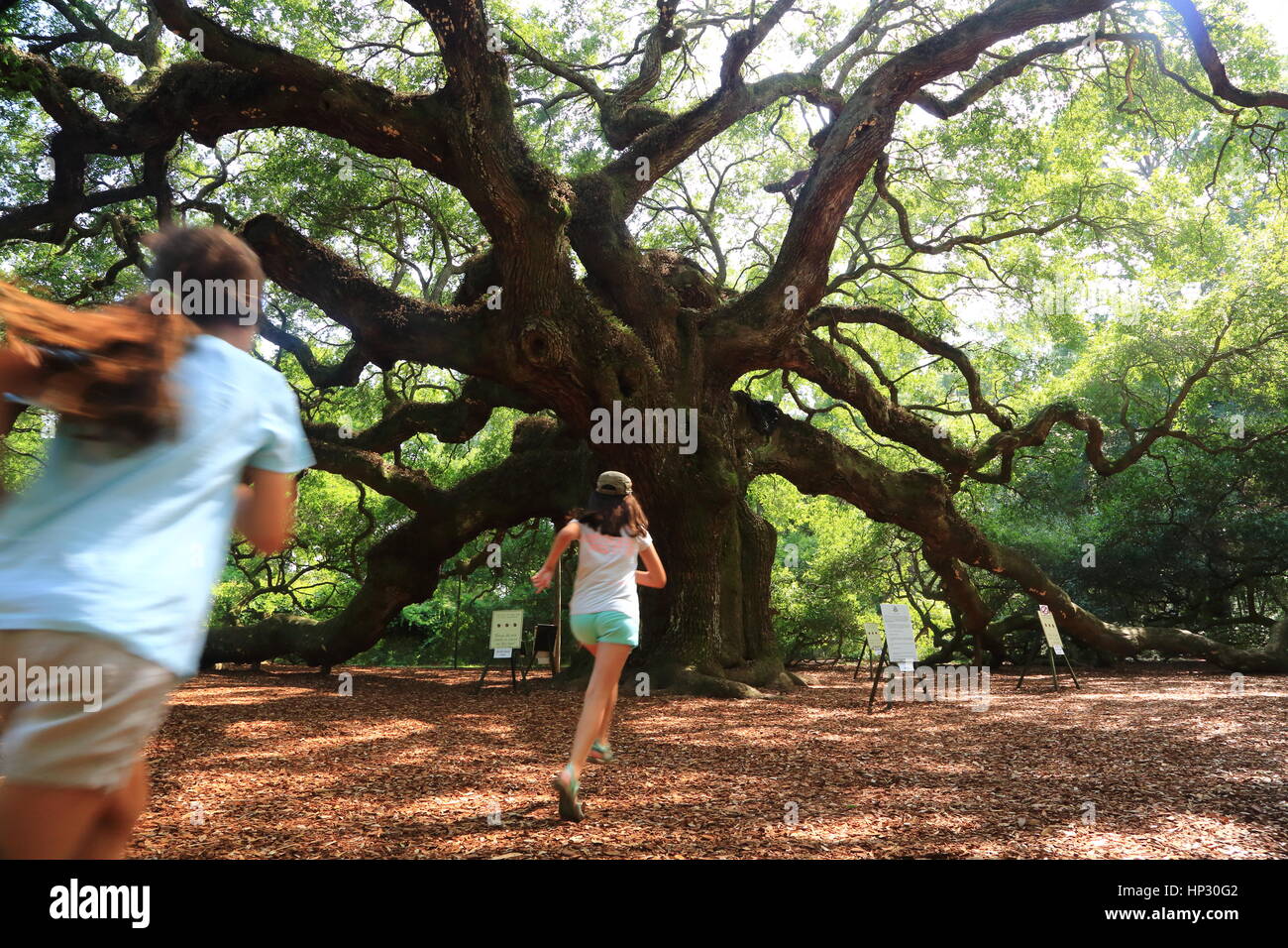 Historic Angel Oak tree on James Island, South Carolina. This Live Oak tree has enormous branches and is the oldest tree east of the Mississippi River Stock Photo