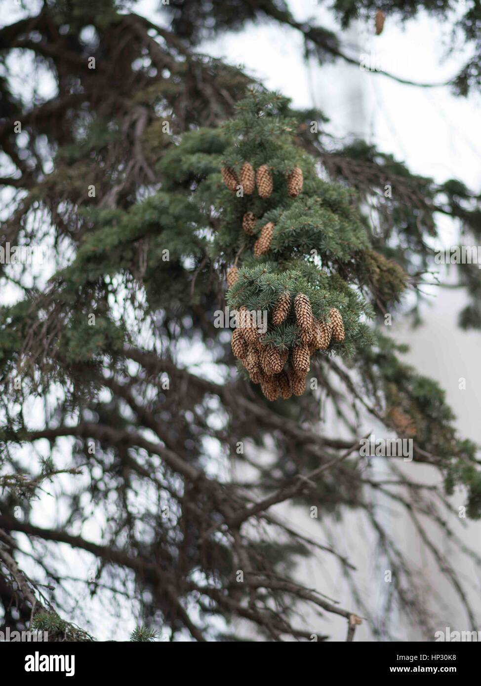 tree branch with needles and cones Stock Photo - Alamy