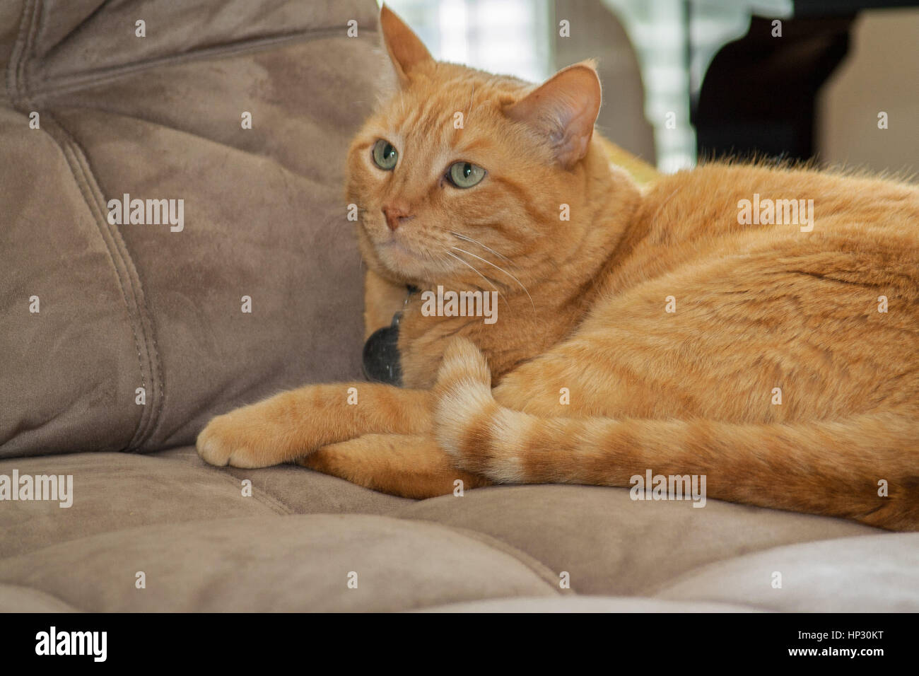 Orange tabby cat looks up in wonder Stock Photo - Alamy