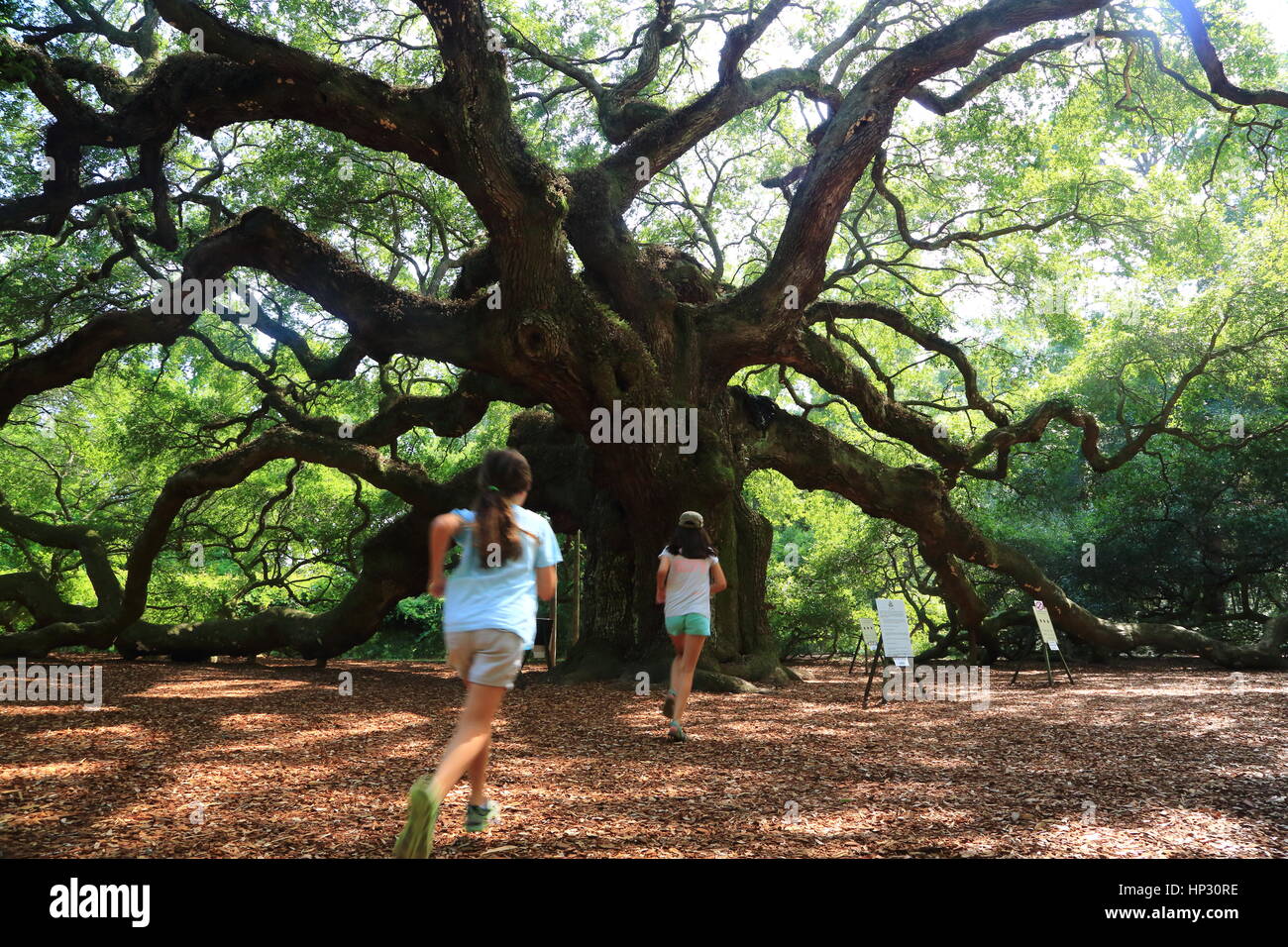 Historic Angel Oak tree on James Island, South Carolina. This Live Oak tree has enormous branches and is the oldest tree east of the Mississippi River Stock Photo