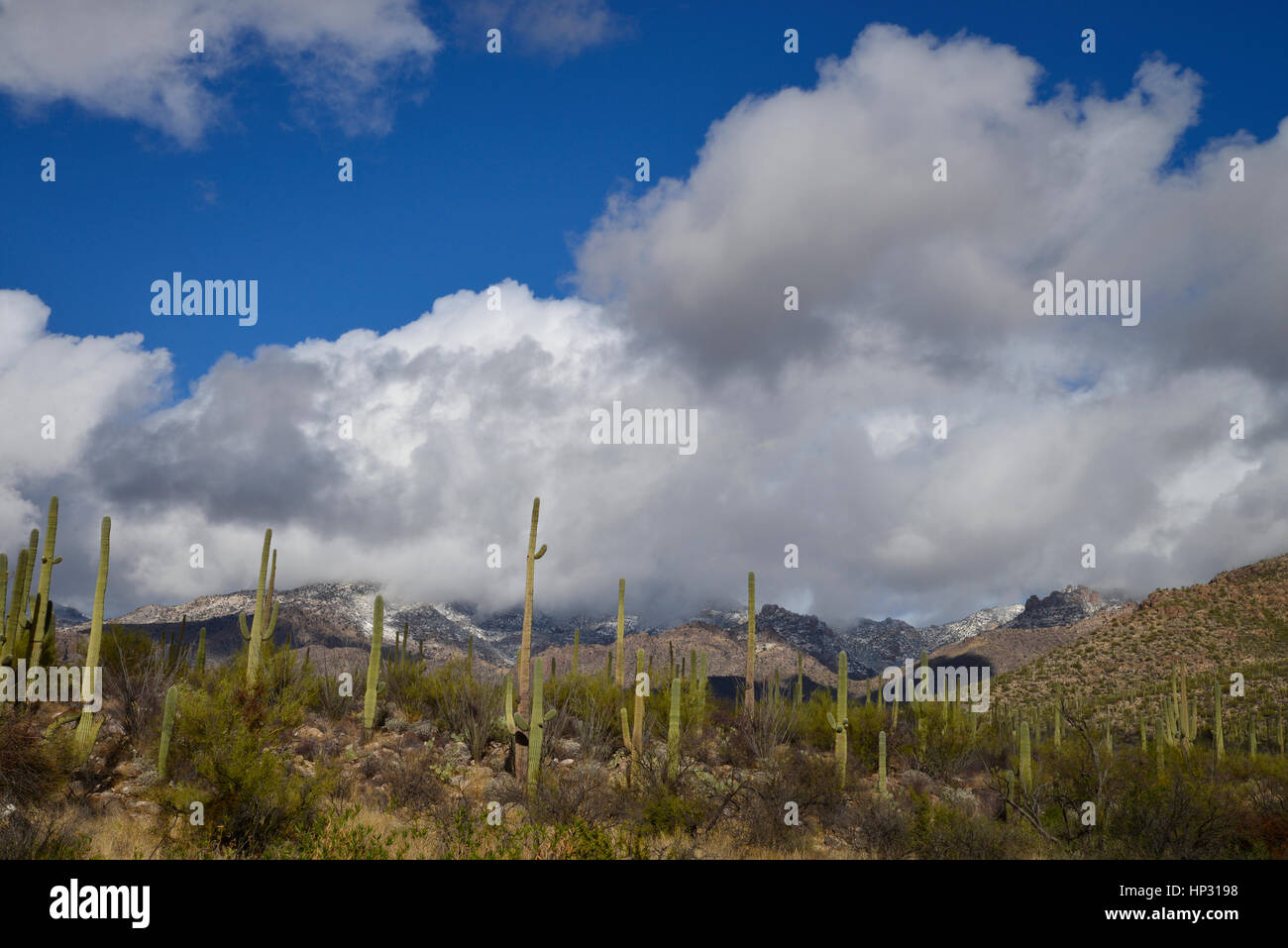 A cold winter storm brought a rare snowfall to Saguaro cactus in the  Sonoran Desert at Saguaro National Park in Tucson, USA Stock Photo - Alamy