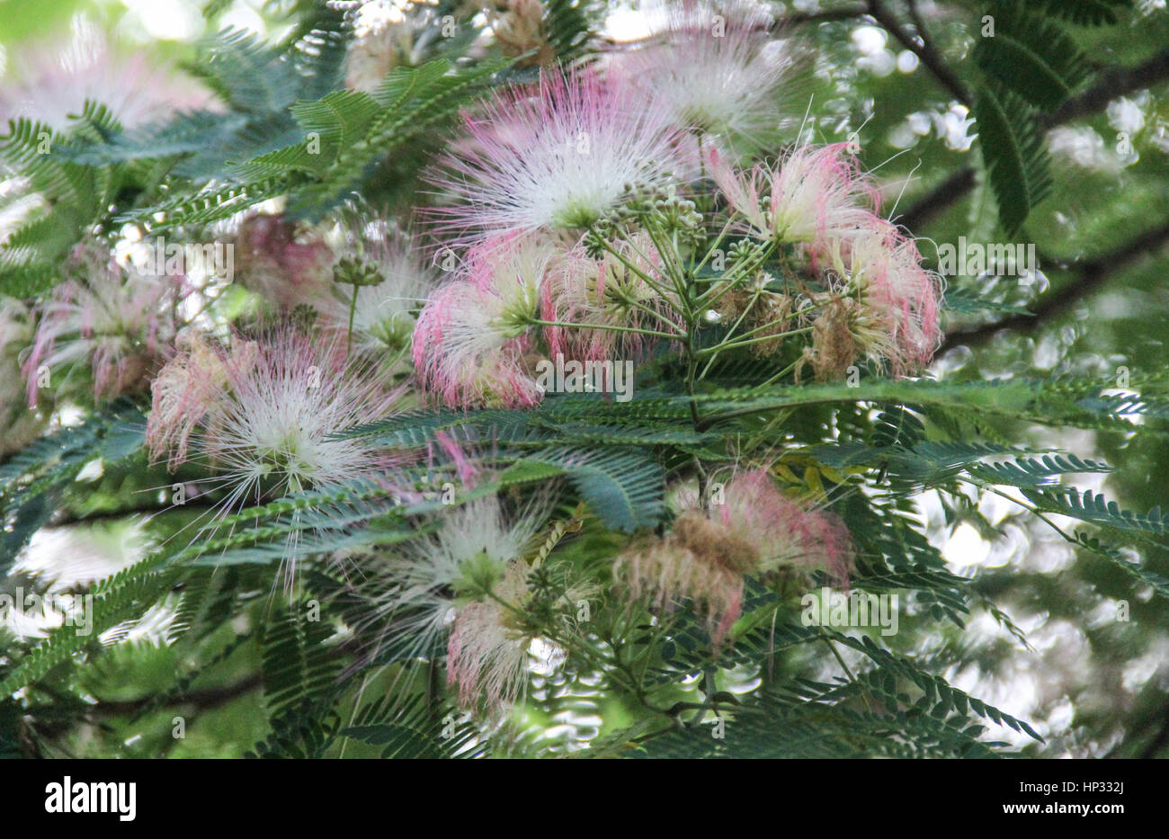 Mimosa tree (invasice species) near Gatlinburg, Tennessee Stock Photo