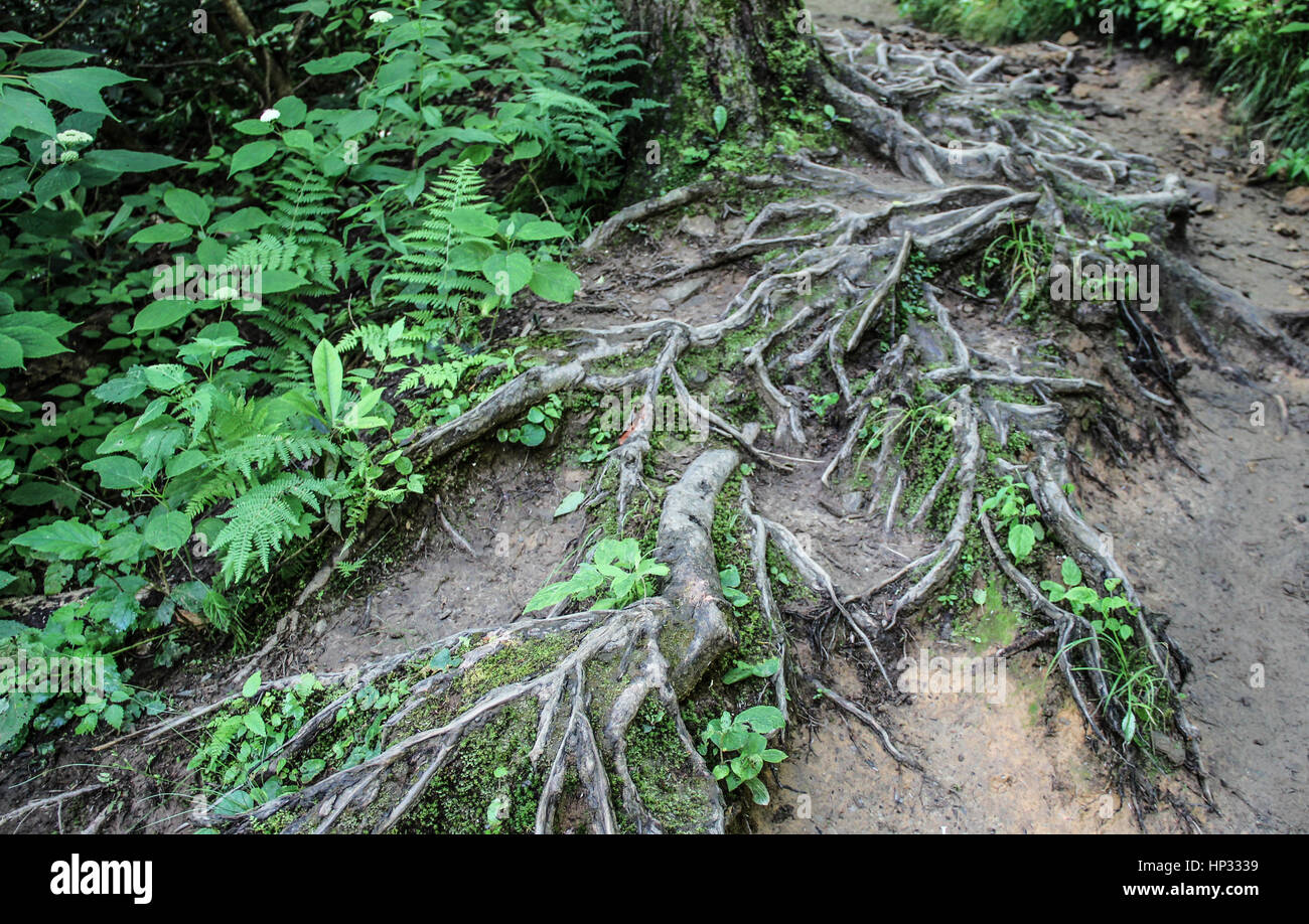 Exposed roots on a trail in Smoky Mountains National Park Stock Photo