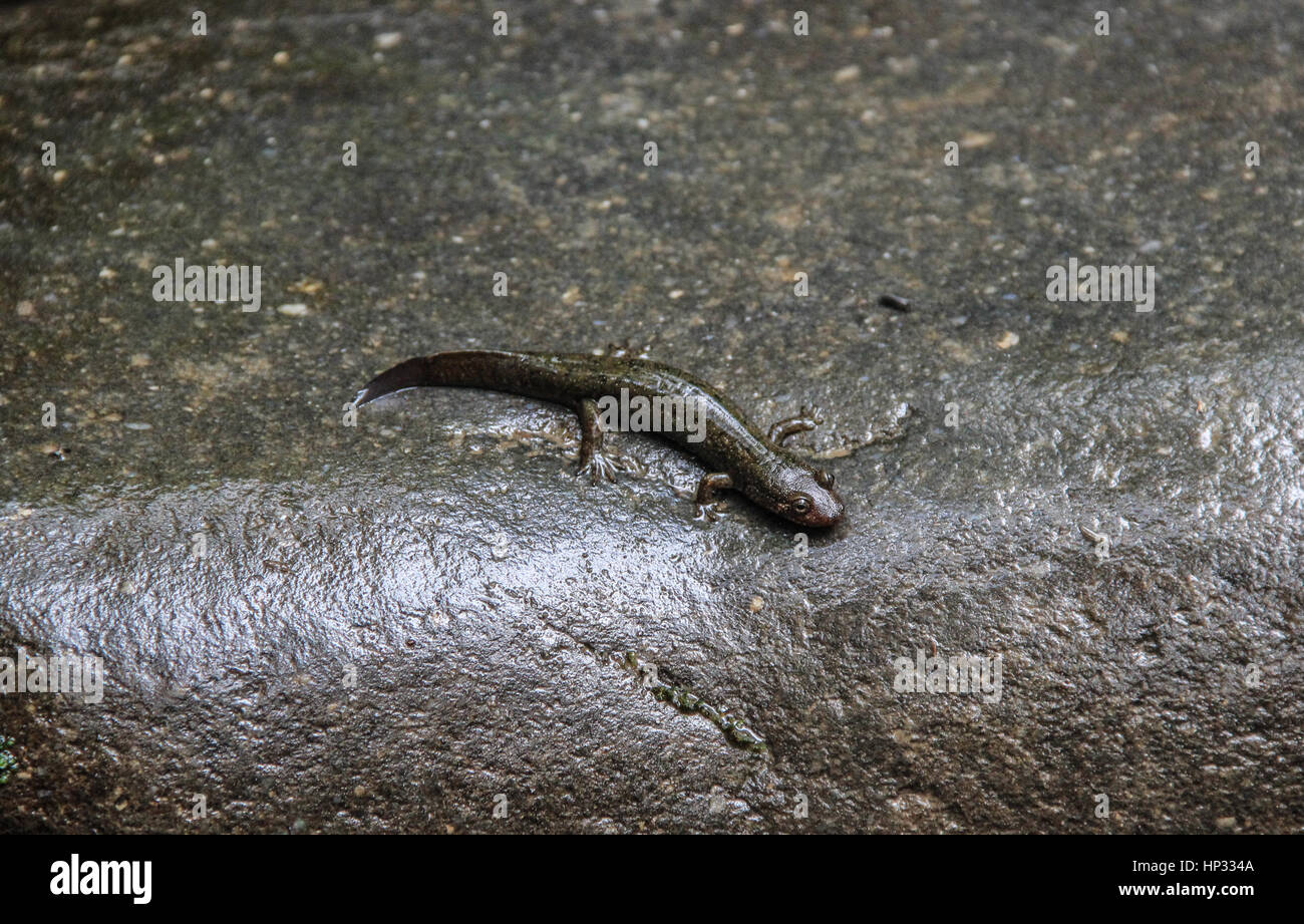Salamander on a rock near Grotto Falls in Smoky Mountains National Park, Tennessee Stock Photo