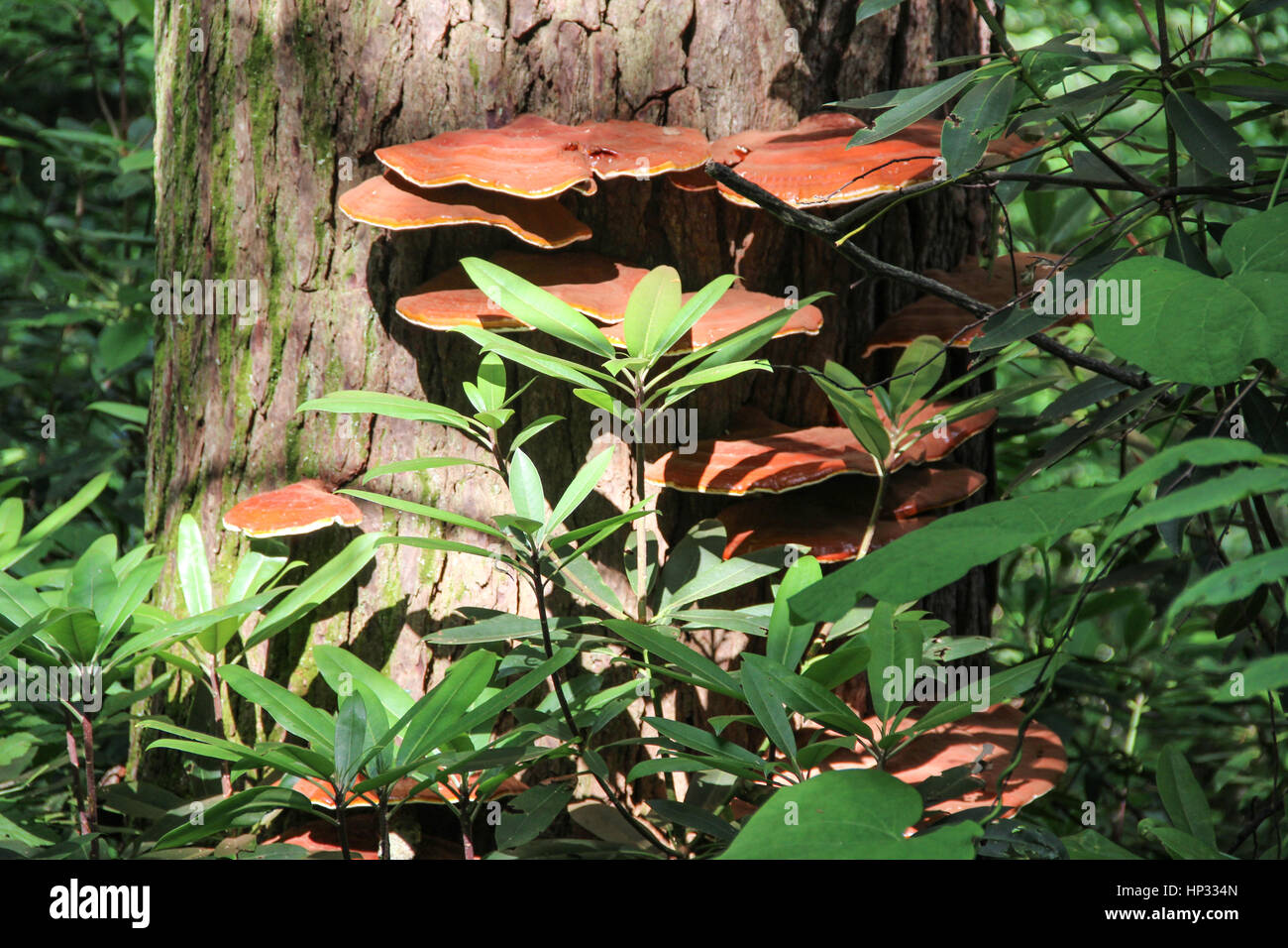 Shelf fungus on tree in Smoky Mountains National Park in Tennessee Stock Photo