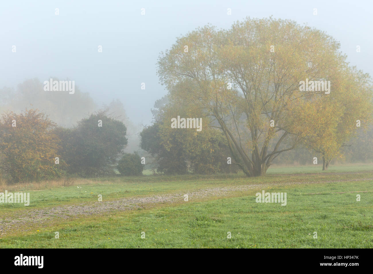 Foggy day Fall shot, simple and moody of just grass and trees with the fog shrouding the background. Stock Photo