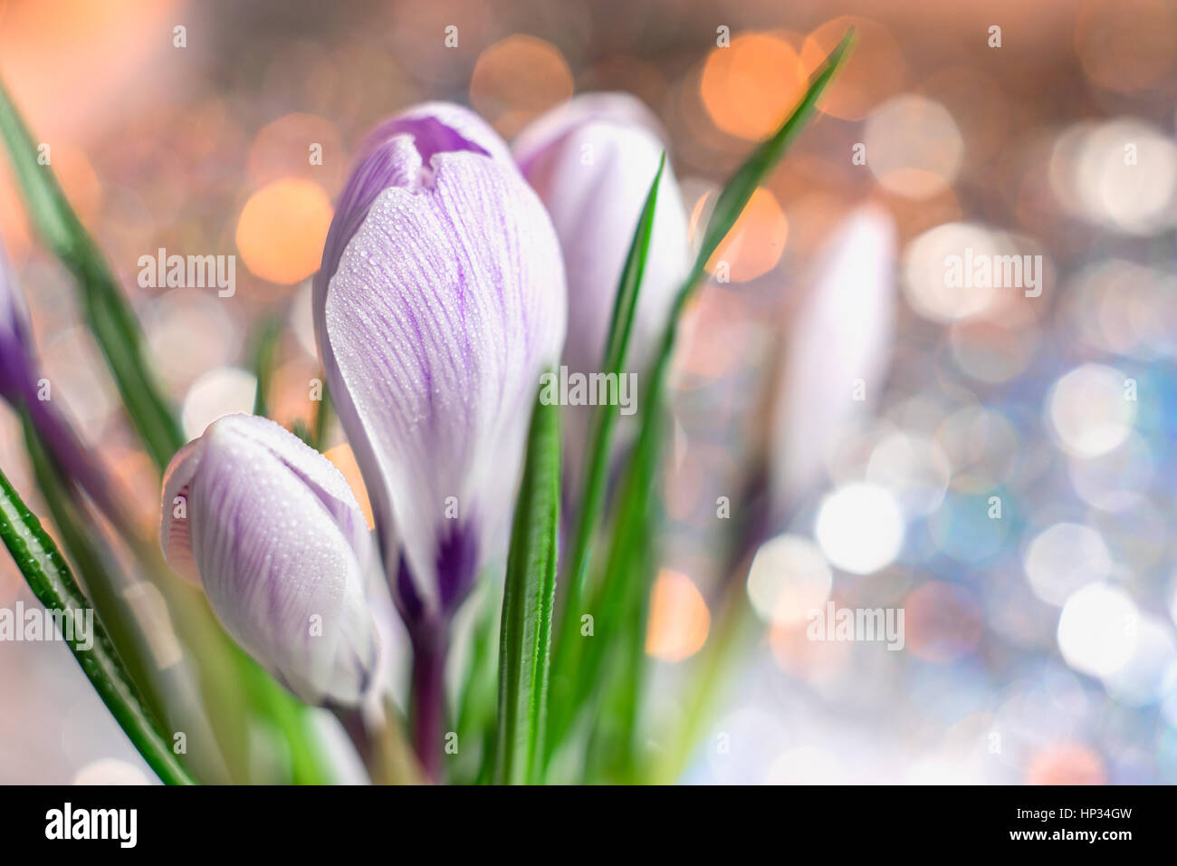 Beautiful purple flowers Stock Photo - Alamy