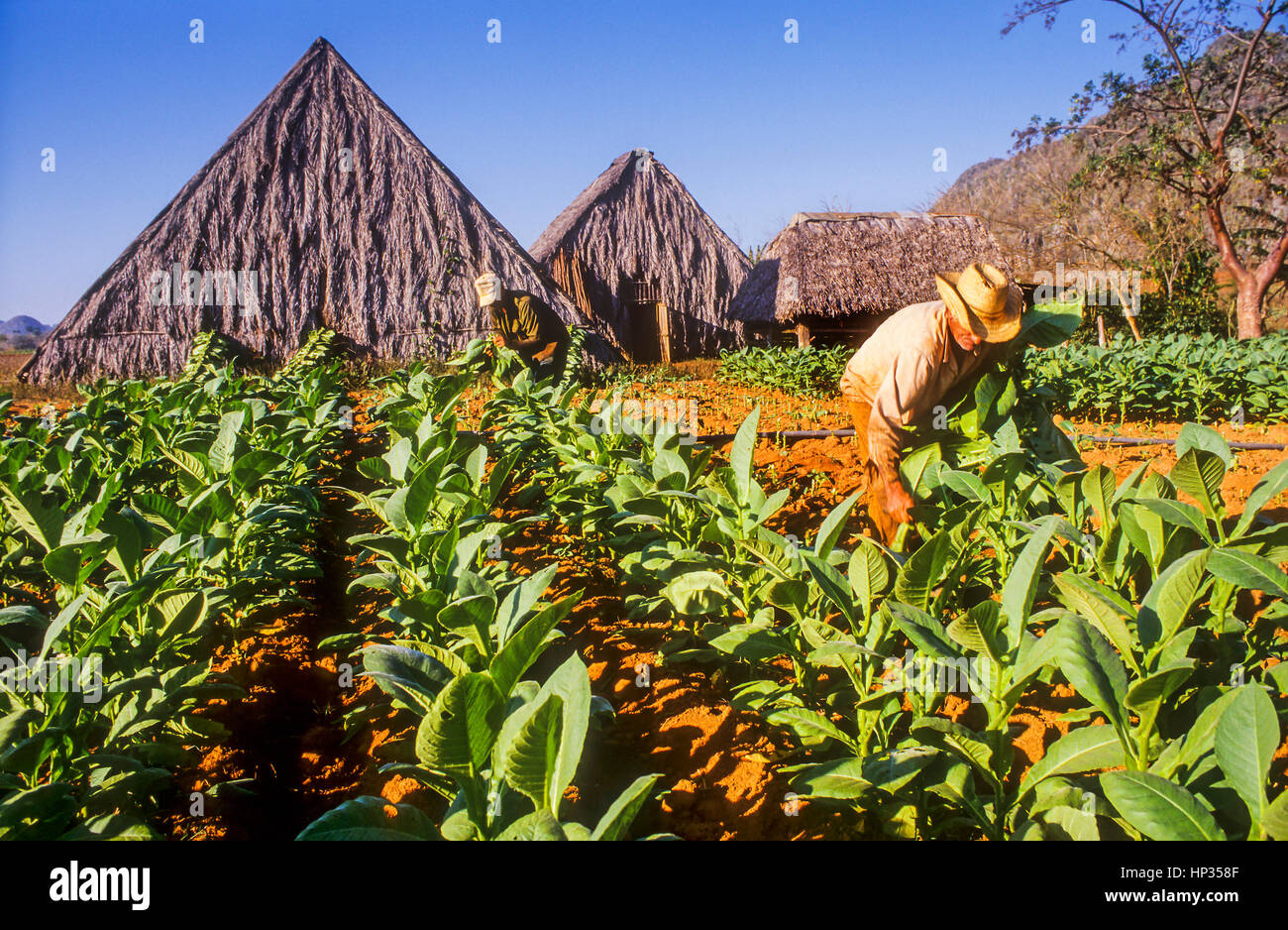 Man WorkerHarvest Tobacco Fields Variety Of Havana 92 In Vinales Valley Pinar Del Rio Province Cuba Man WorkerHarvest Tobacco Fields Variety Of Havana 92 In Vinales Valley Pinar Del Rio Province Cuba