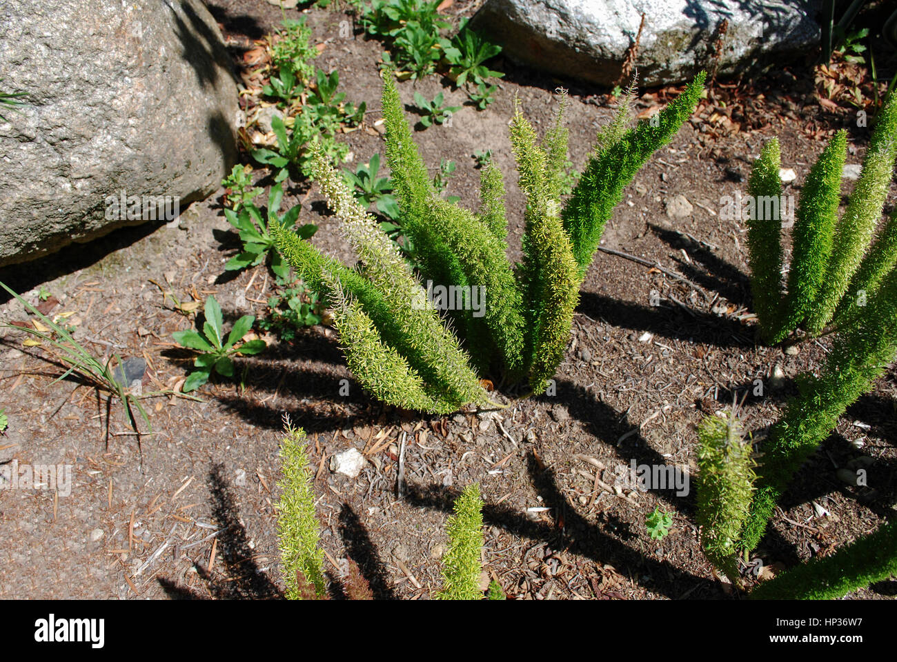 Asparagus 'Meyersii' is a scrambling, slightly woody plant, very compact, which looks like cat's tail-like fronds. Stock Photo