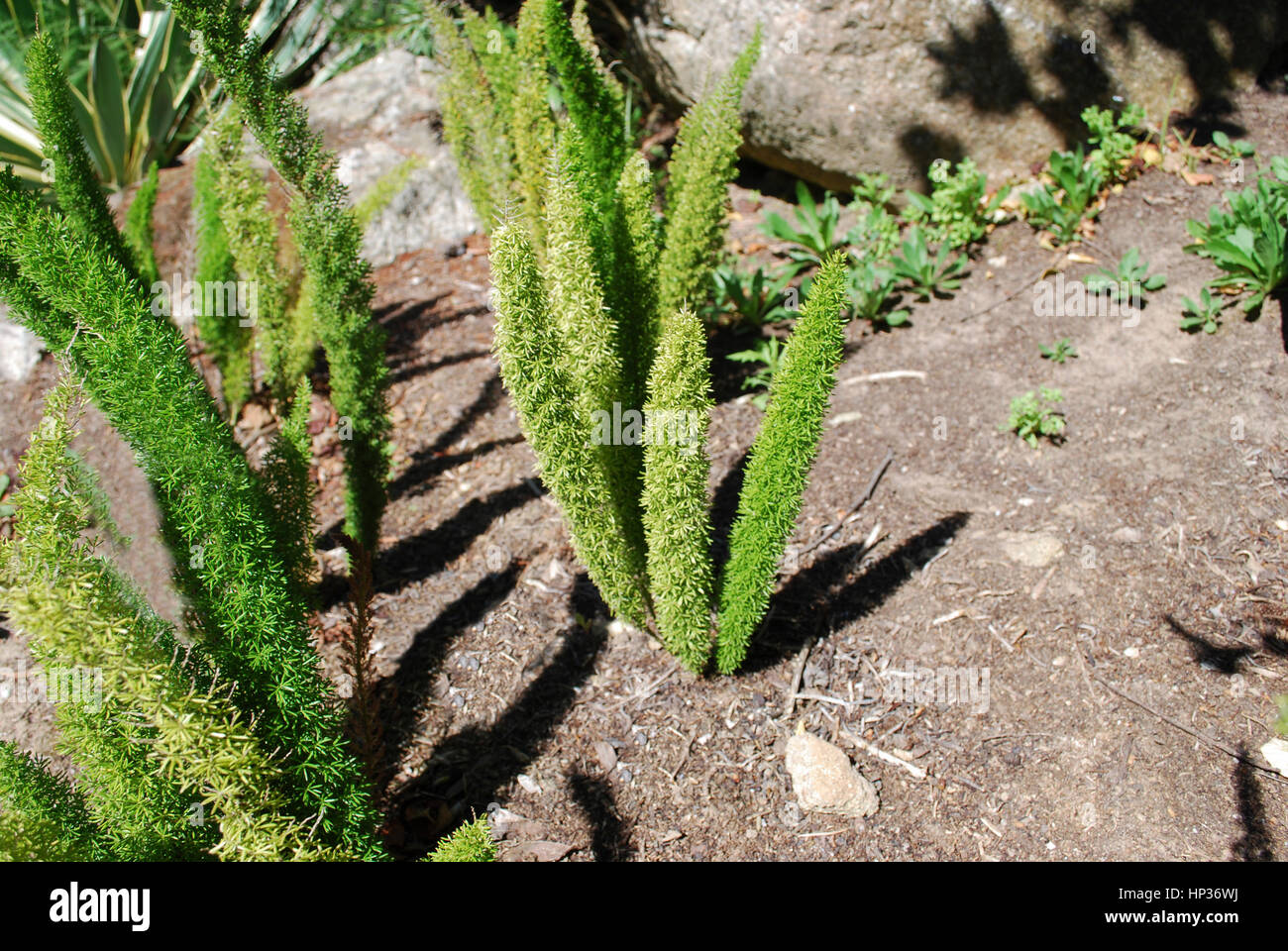 Asparagus 'Meyersii' is a scrambling, slightly woody plant, very compact, which looks like cat's tail-like fronds. Stock Photo