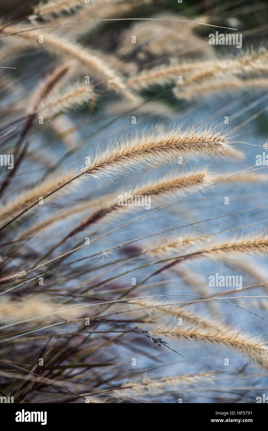 Light grasses in the sun with brown and blue background Stock Photo