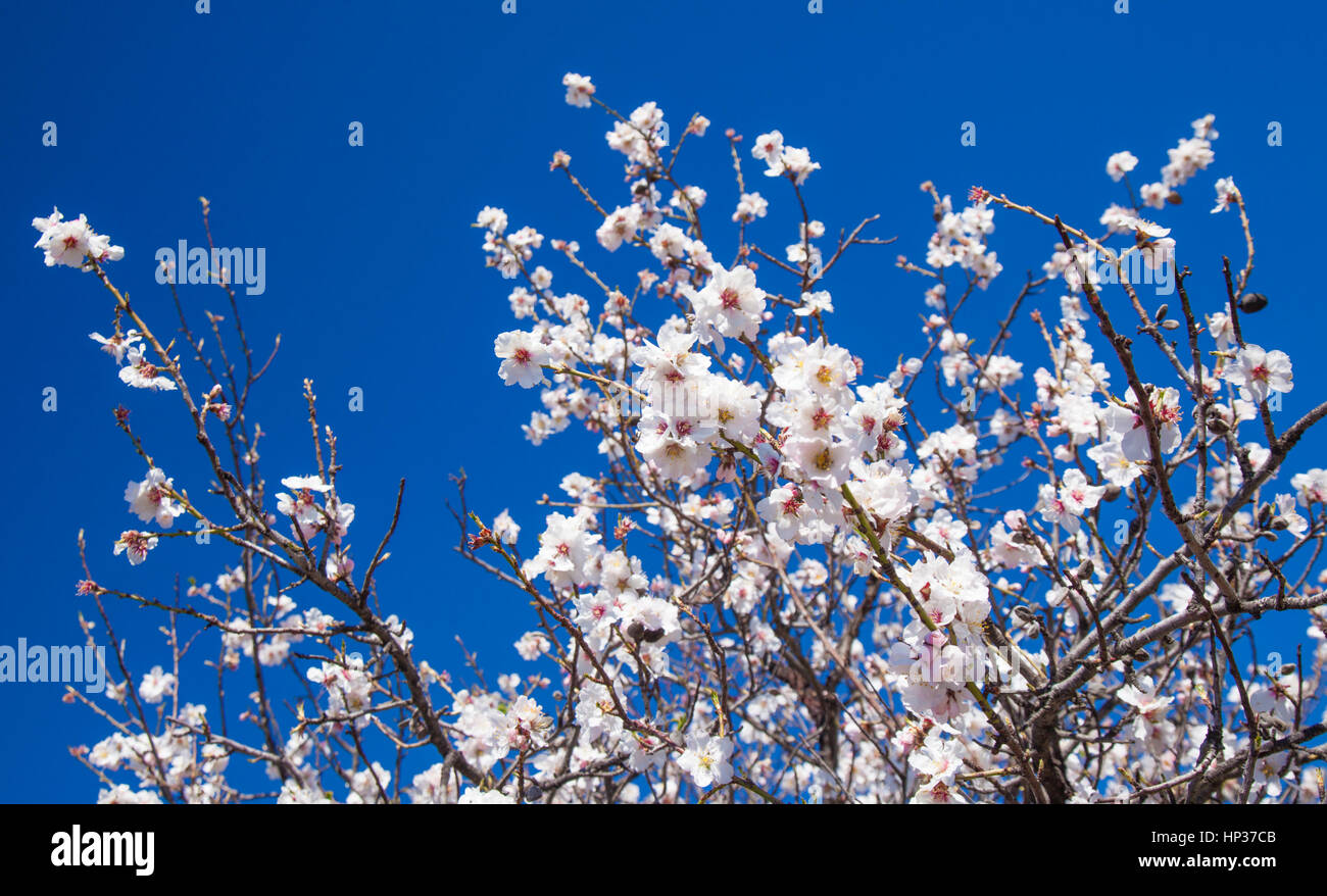 Dark blue sky many small hi-res stock photography and images - Alamy - Works Against Creation Were Flowering Ventilation Tree