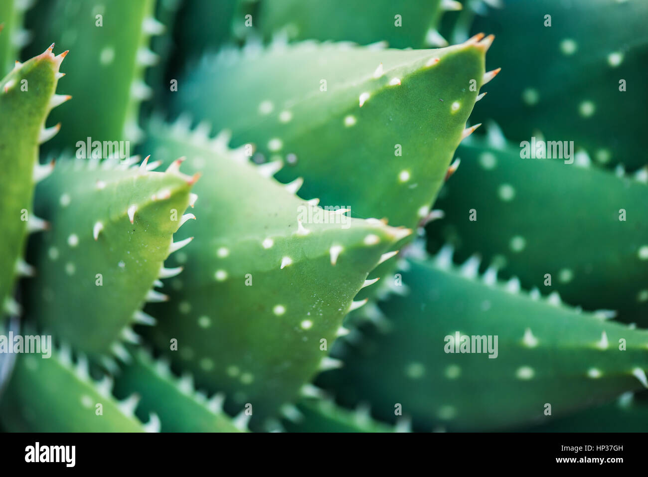 Spanish green succulent cactus in Fabryary by macro view Stock Photo