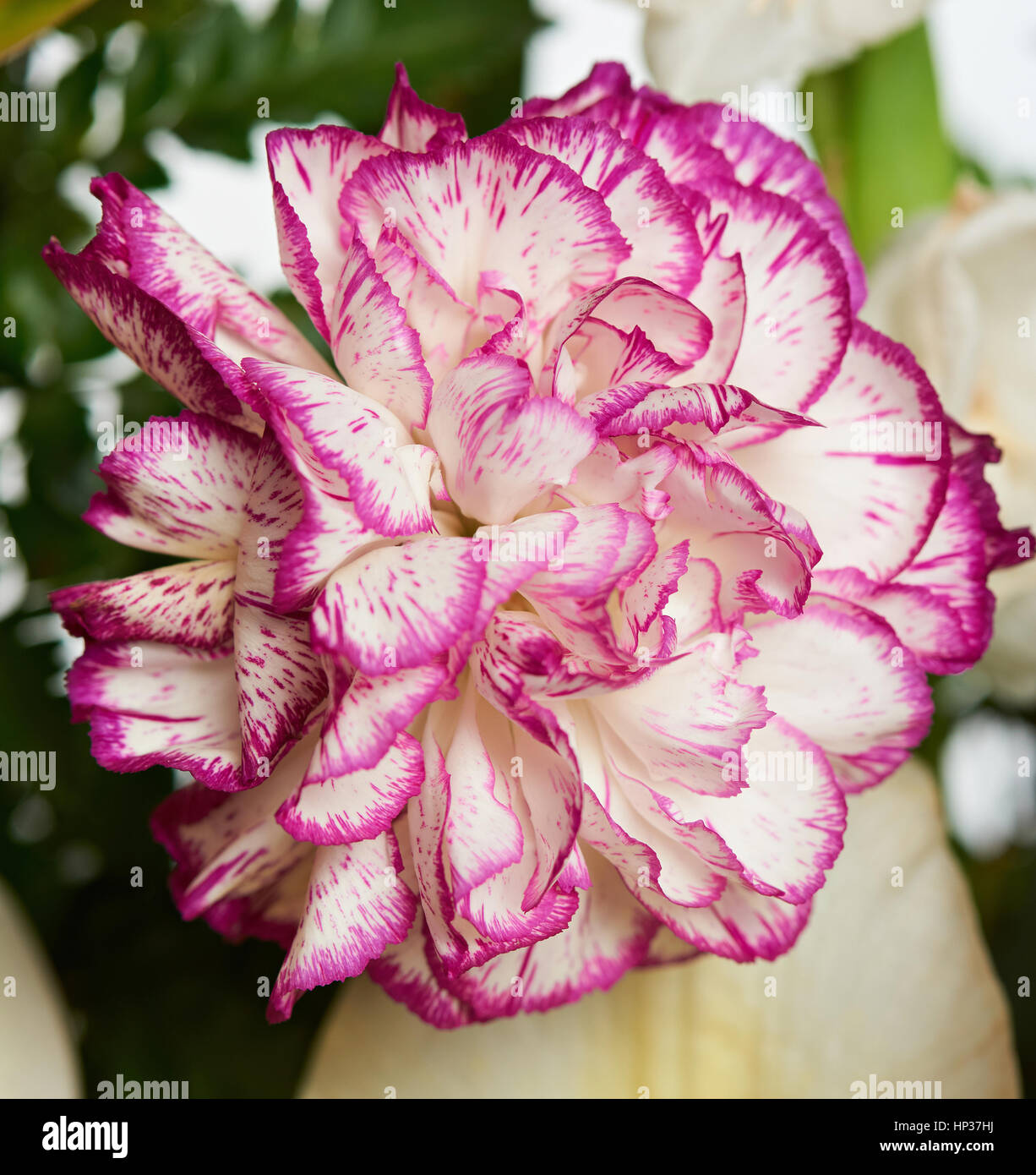 Close up of carnation flower on blurred background Stock Photo