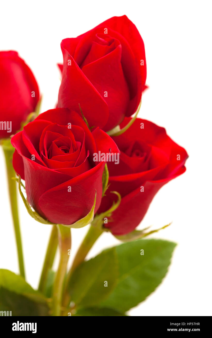 red rose, unopened, isolated on white background Stock Photo Alamy
