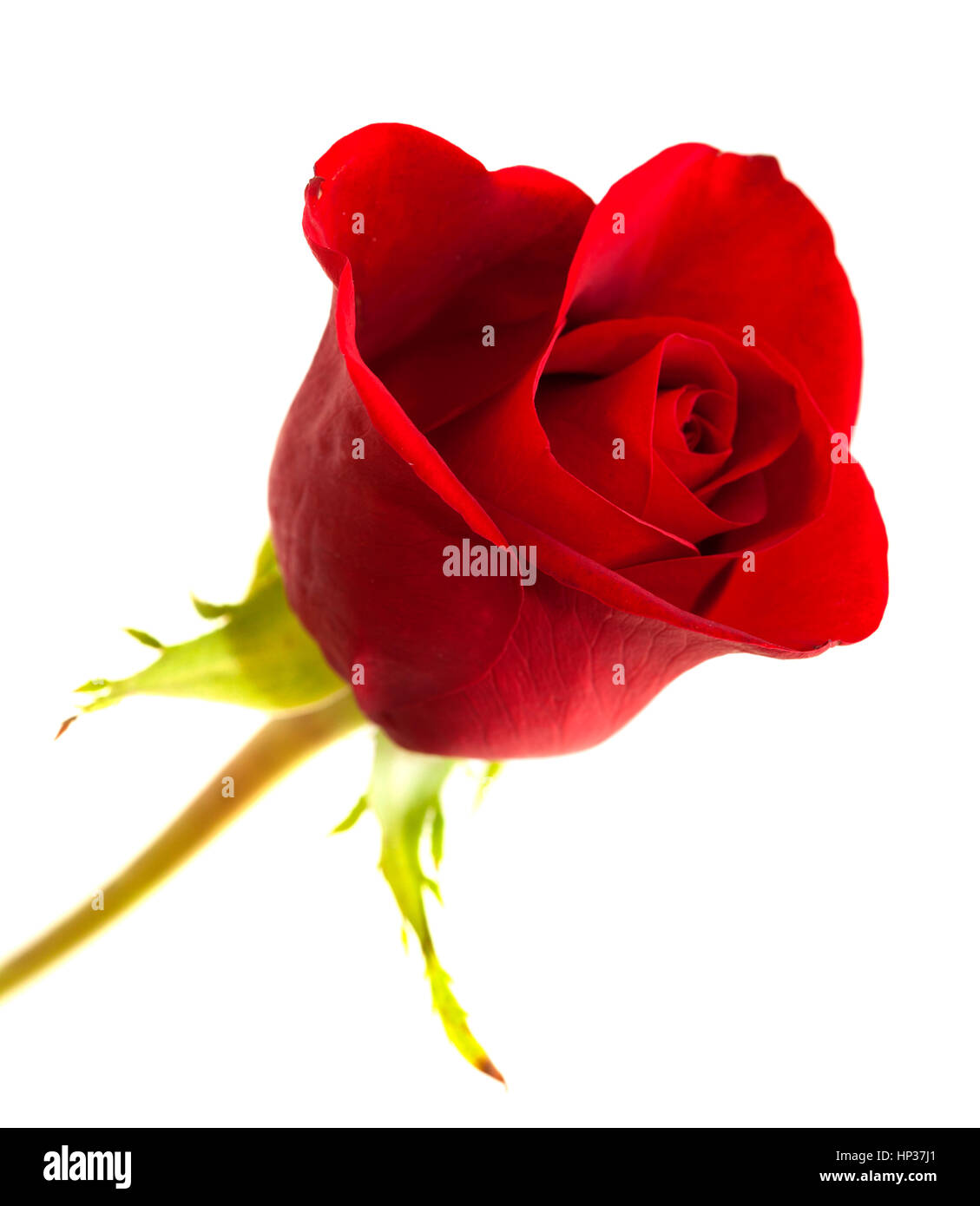 Unopened rose hires stock photography and images Alamy