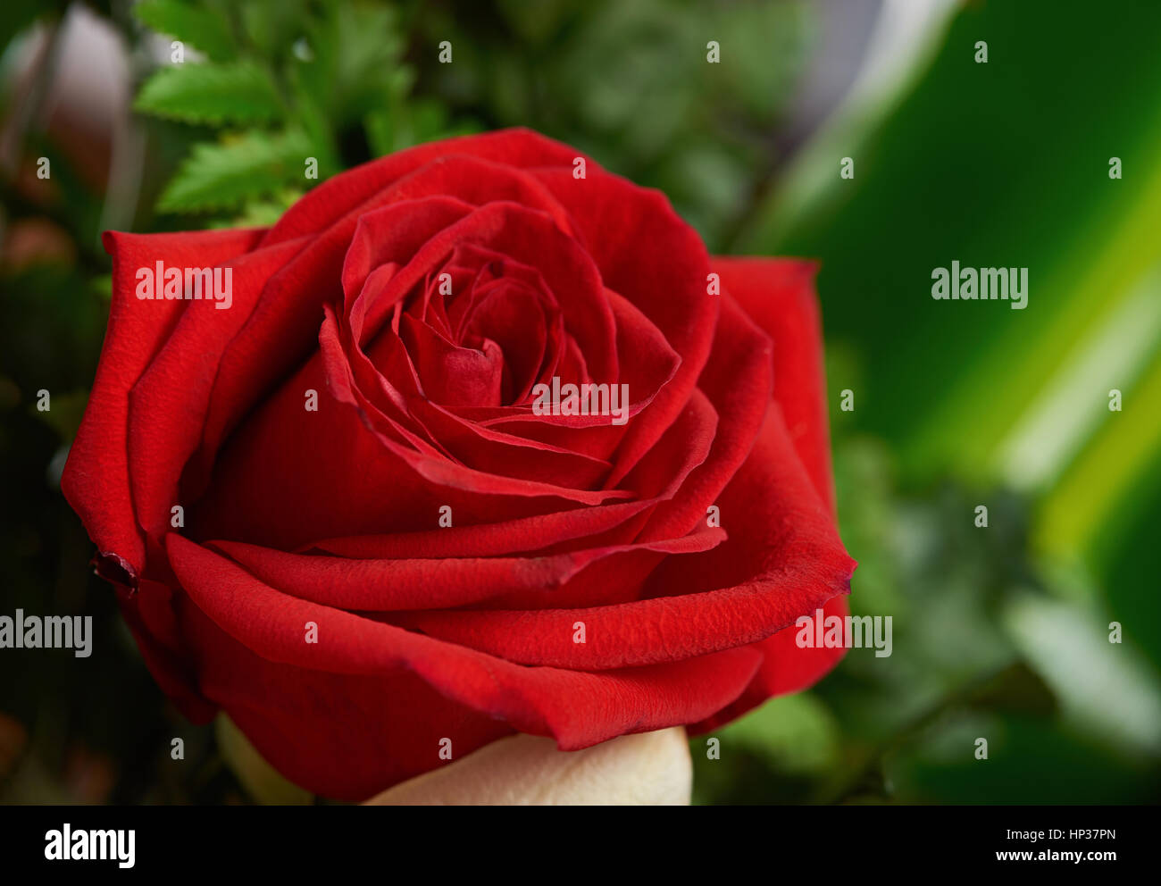 Macro of red rose on green blurred bush background Stock Photo - Alamy