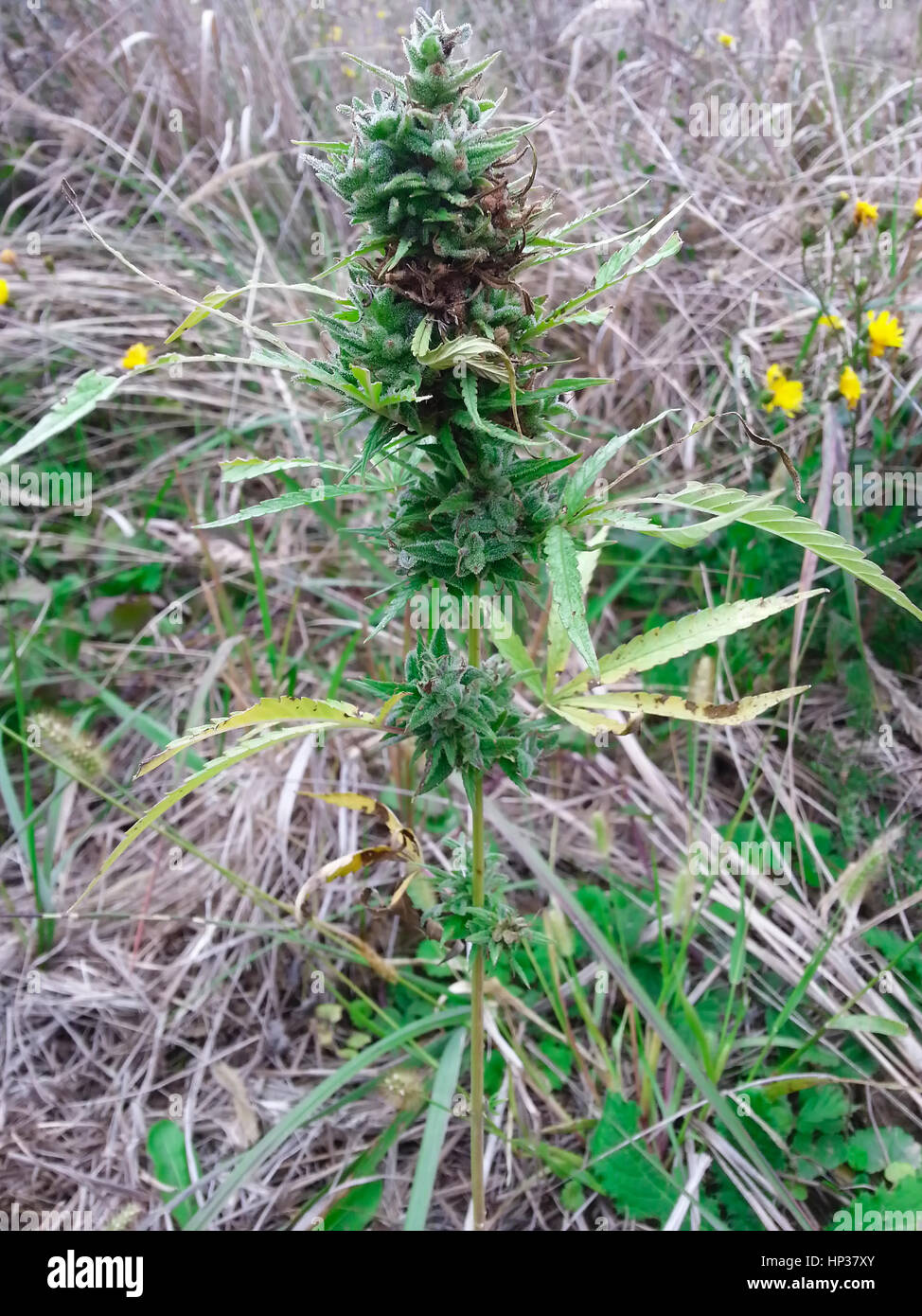 Cannabis Sativa Plant in the Field Stock Photo