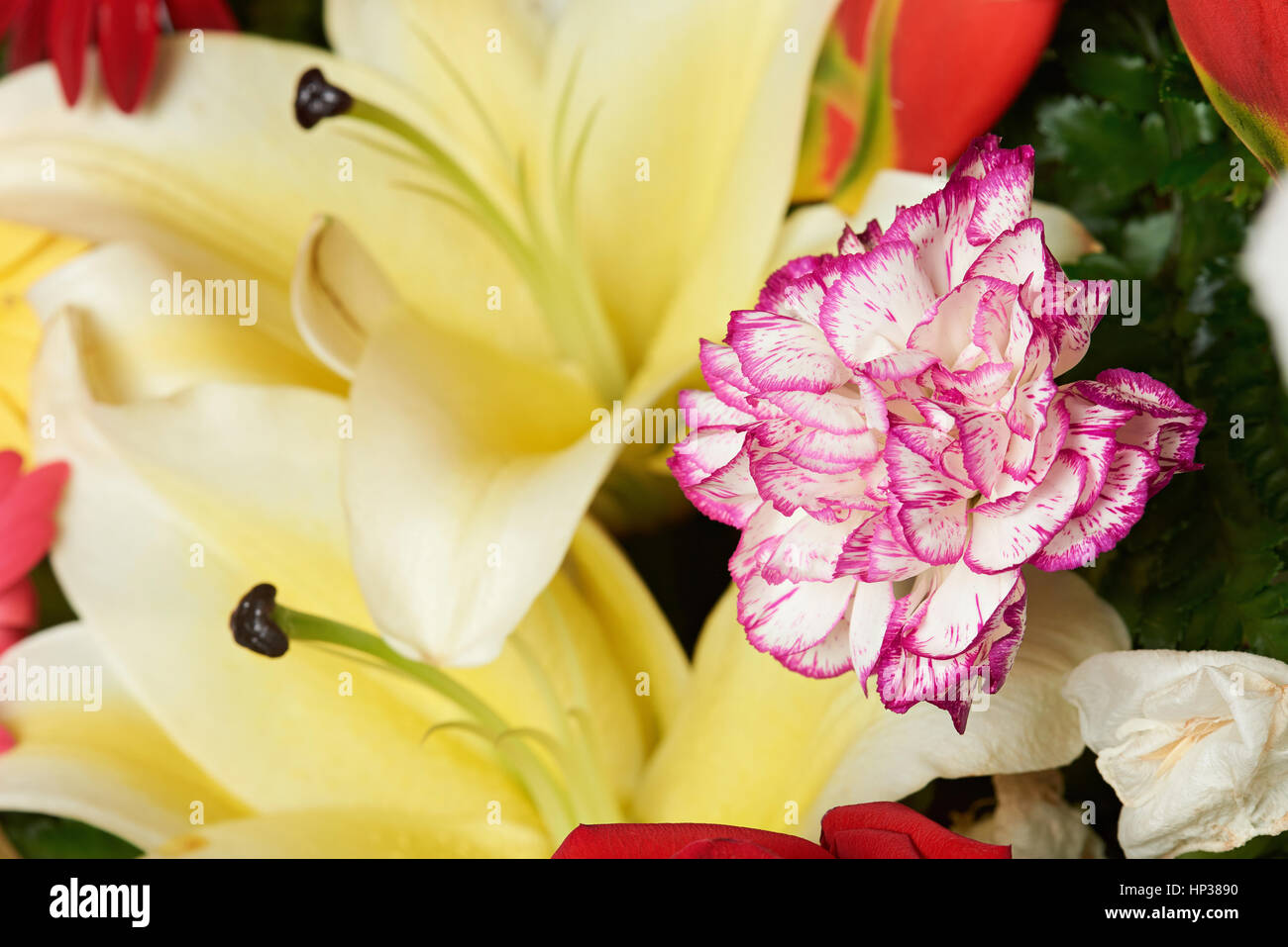 Purple carnation flower clsoe up in exotic colourful background Stock Photo