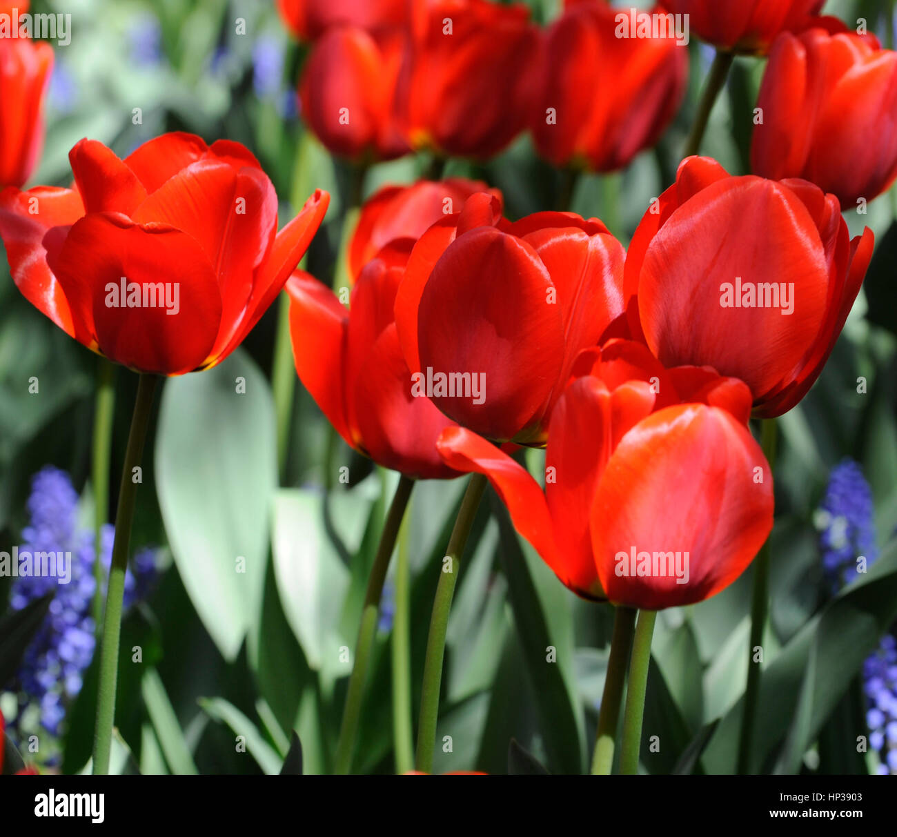 ORANGE & RED FLOWER Stock Photo - Alamy