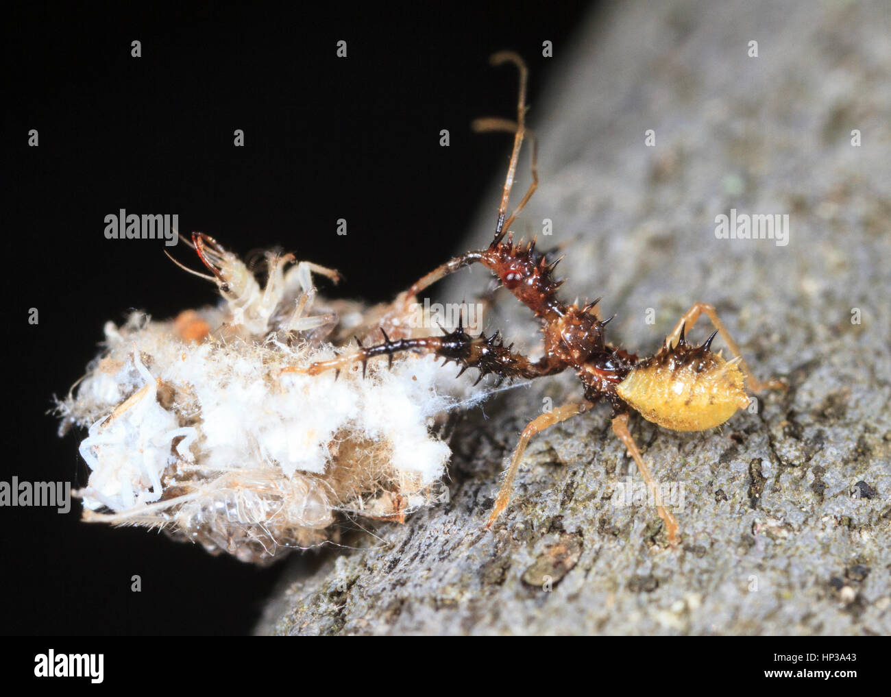 Assassin bug (Sinea sp.) attacking a debris carrying green lacewing nymph. Stock Photo