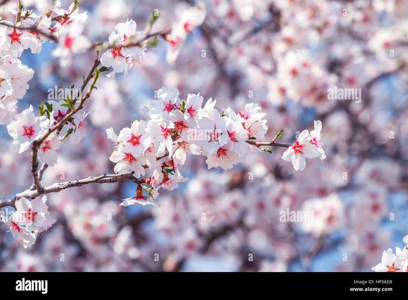 Flowering apricot tree Stock Photo - Alamy