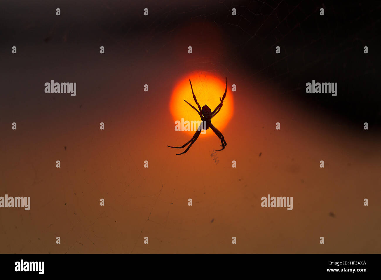 A close-up of the signature spider against setting sun at evening, composed in the middle of the sun Stock Photo
