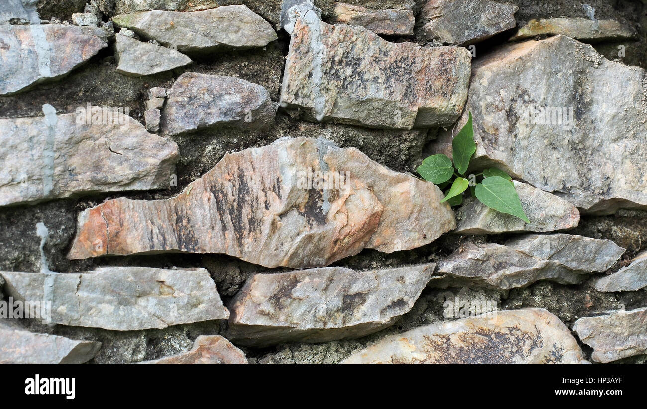 Leaves coming out of the stack of stones, for wallpaper, calender ...