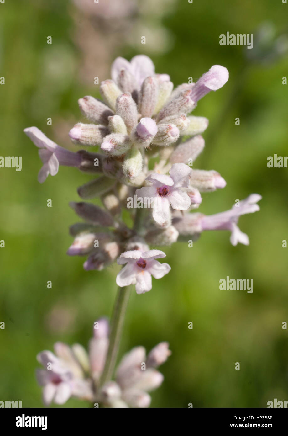 Small flowers on a lavender in bud and bloom attracting insects Stock Photo Alamy