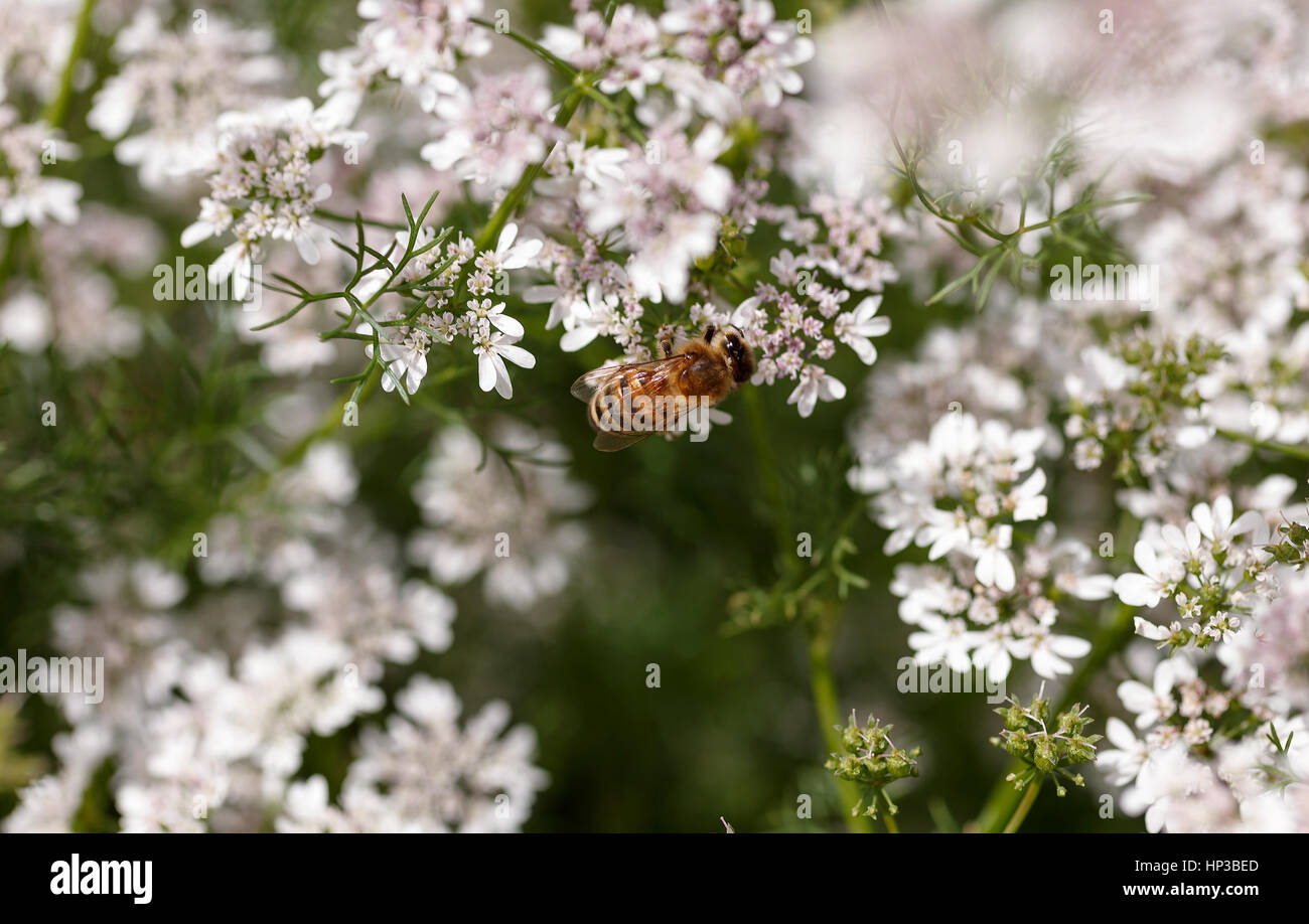 Flowering coriander close up Stock Photo Alamy