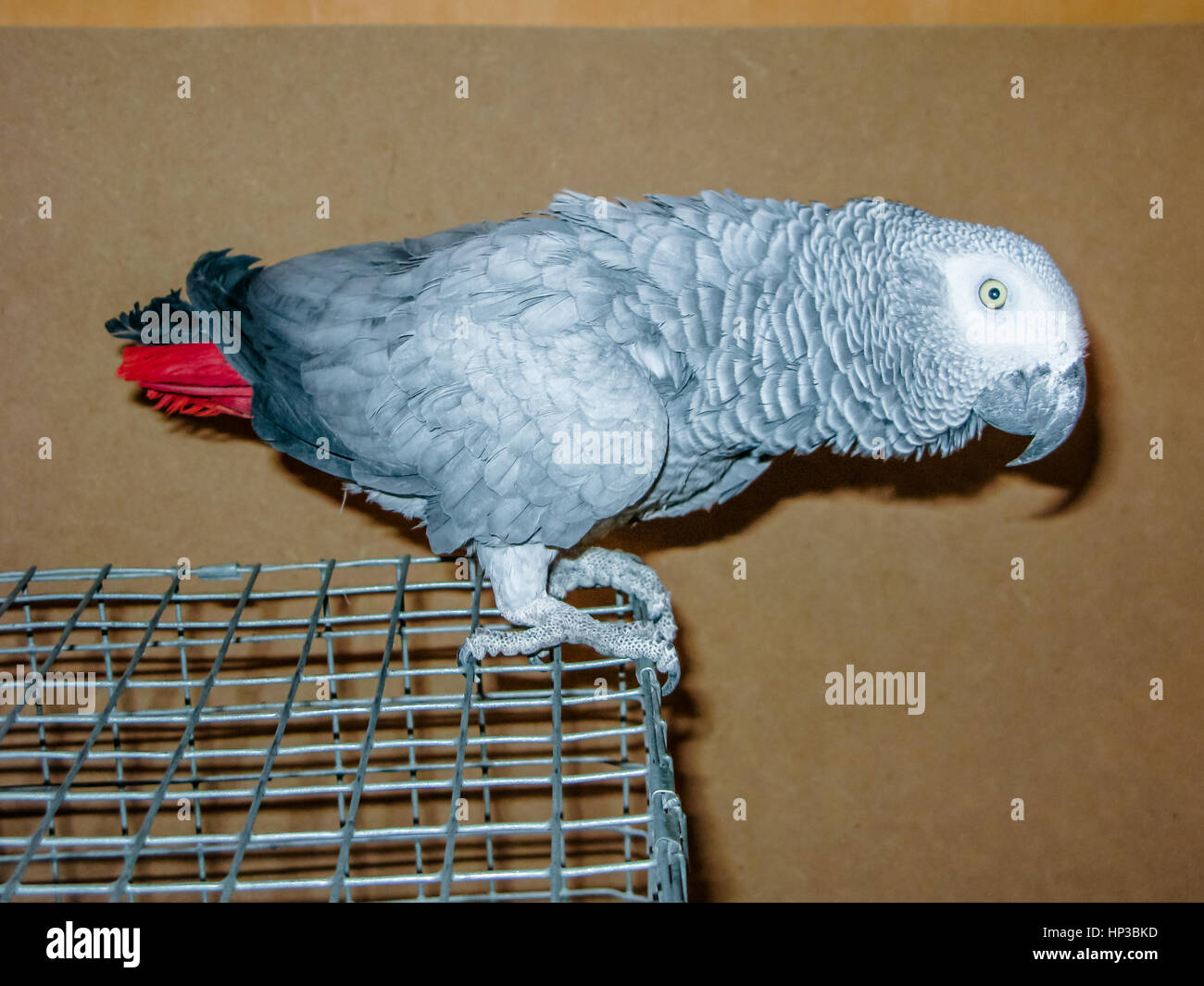 African Grey Parrot red Tails Jaco cage closeup Stock Photo - Alamy