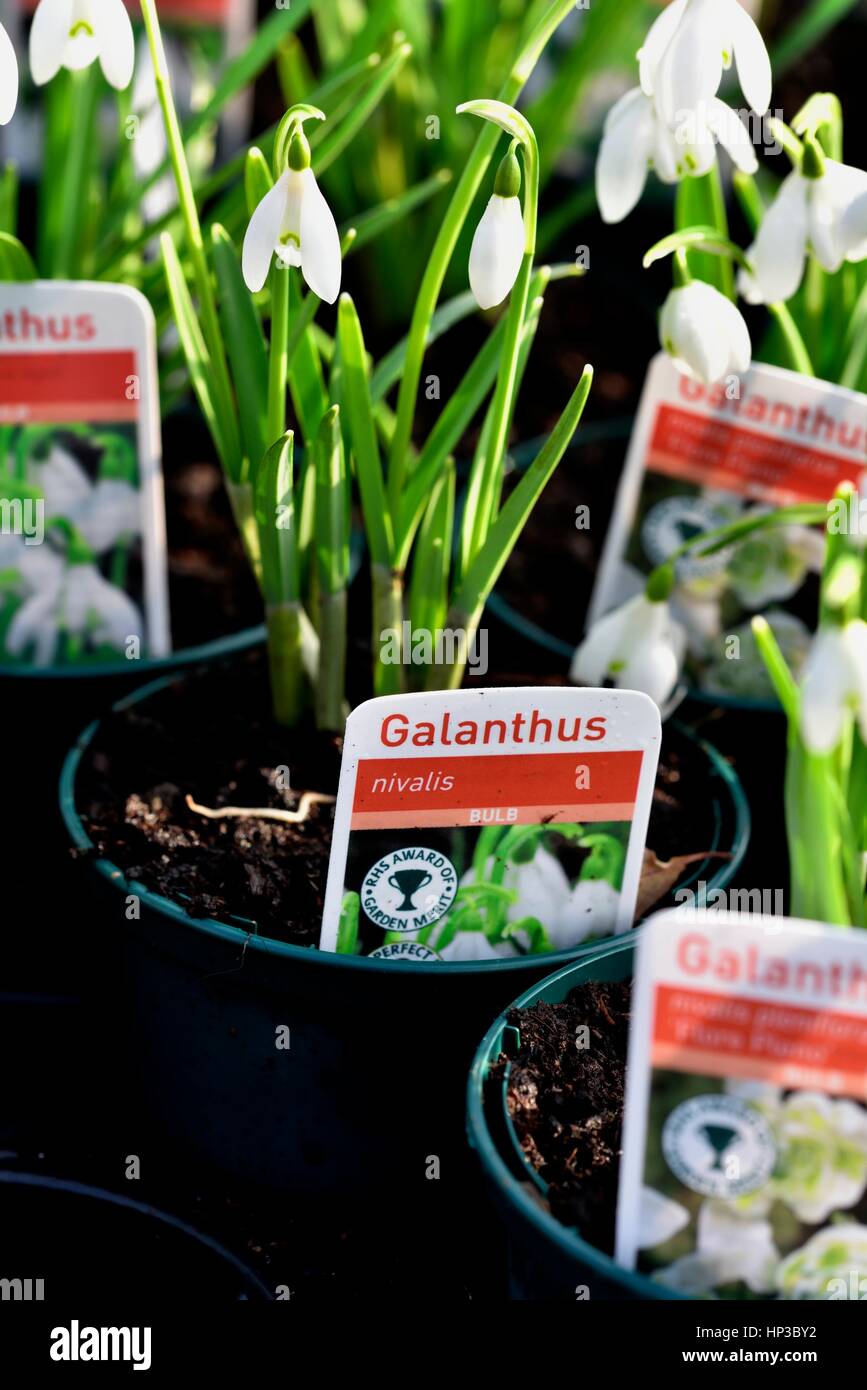 galanthus snowdrops Stock Photo