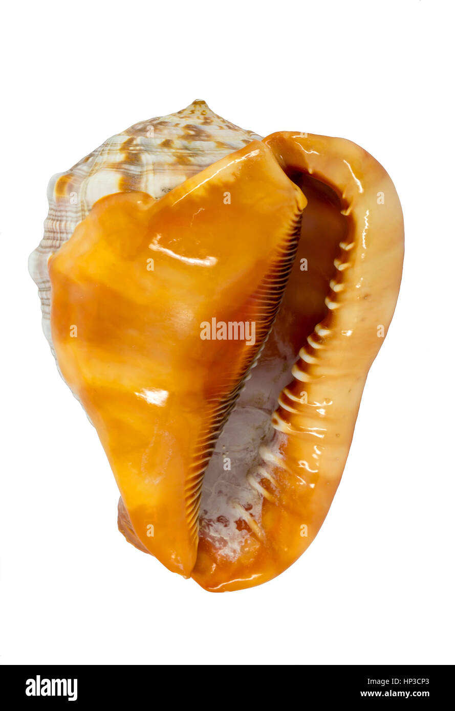 Shell (Cypraecassis Rufa) - Bull Mouth Helmet -  marine gastropod Stock Photo