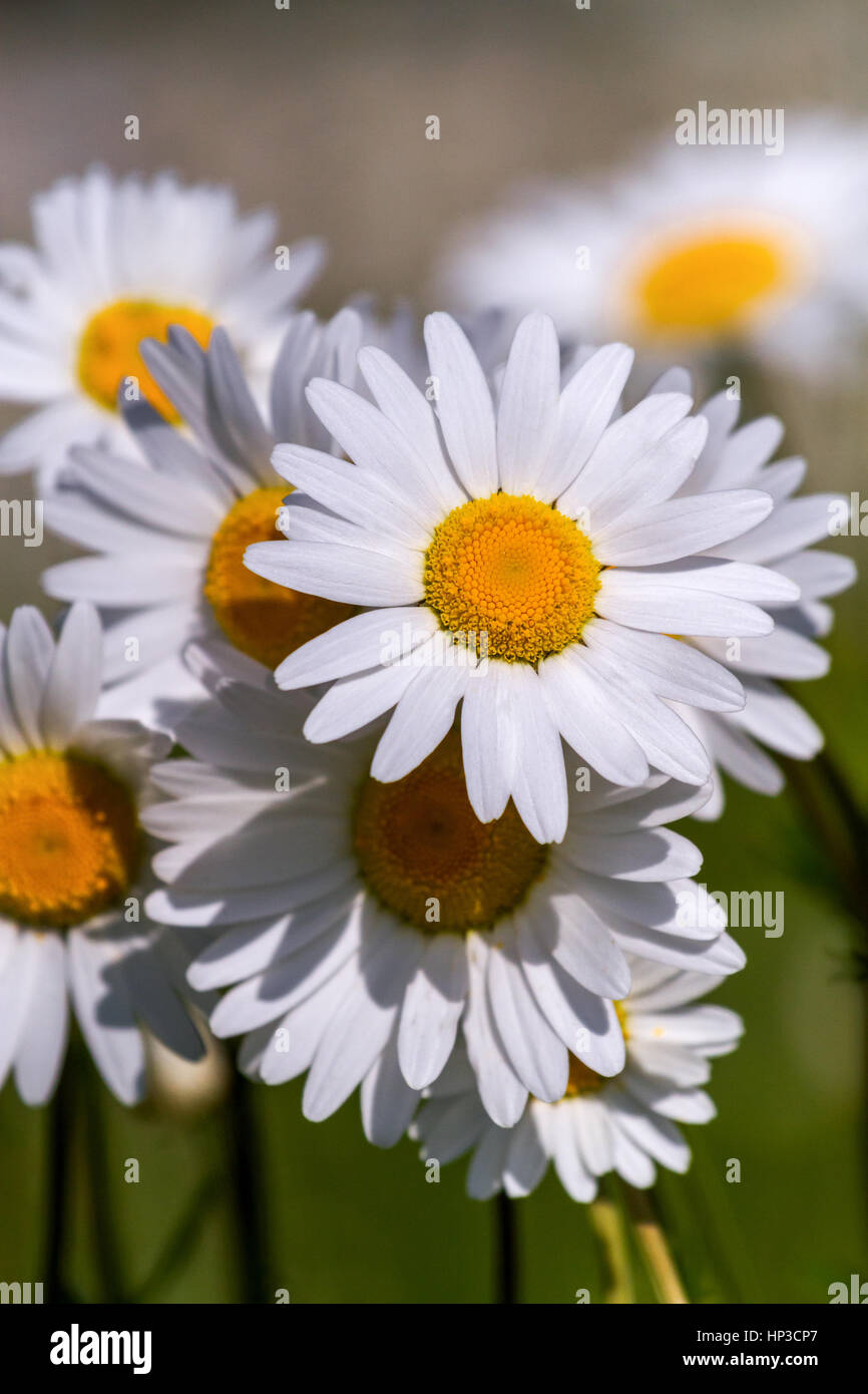 field daisy closeup Stock Photo