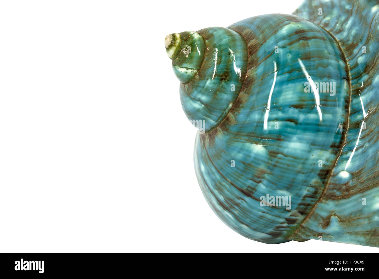Turquoise seashell detail Stock Photo Alamy