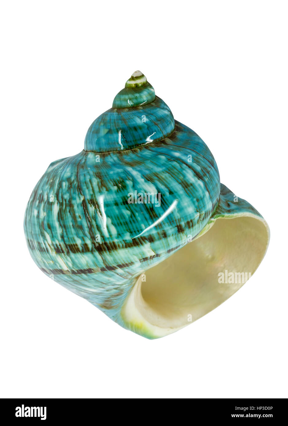 Sea shell close up marine organism hi res stock photography and images Sea shell close up marine organism hi res stock photography and images