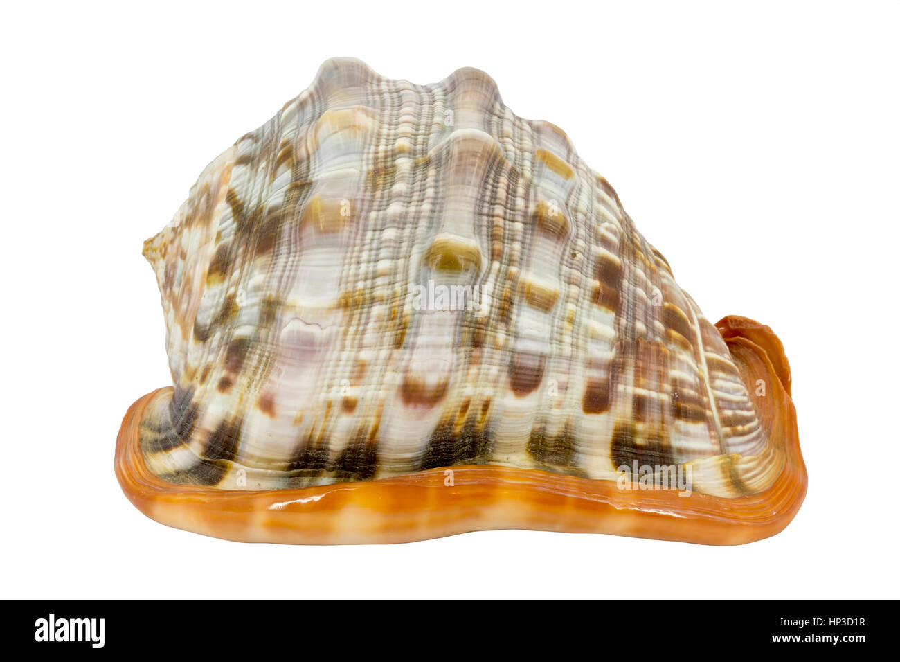 Shell (Cypraecassis Rufa) - Bull Mouth Helmet -  marine gastropod Stock Photo